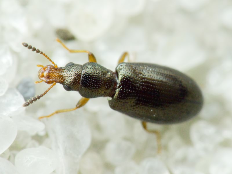 Salpingus planirostris (Fabricius, 1787)